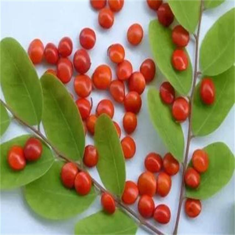 洛塞林 84954-93-8 對(duì)照品 hplc≥98% 三大圖譜 科研用品