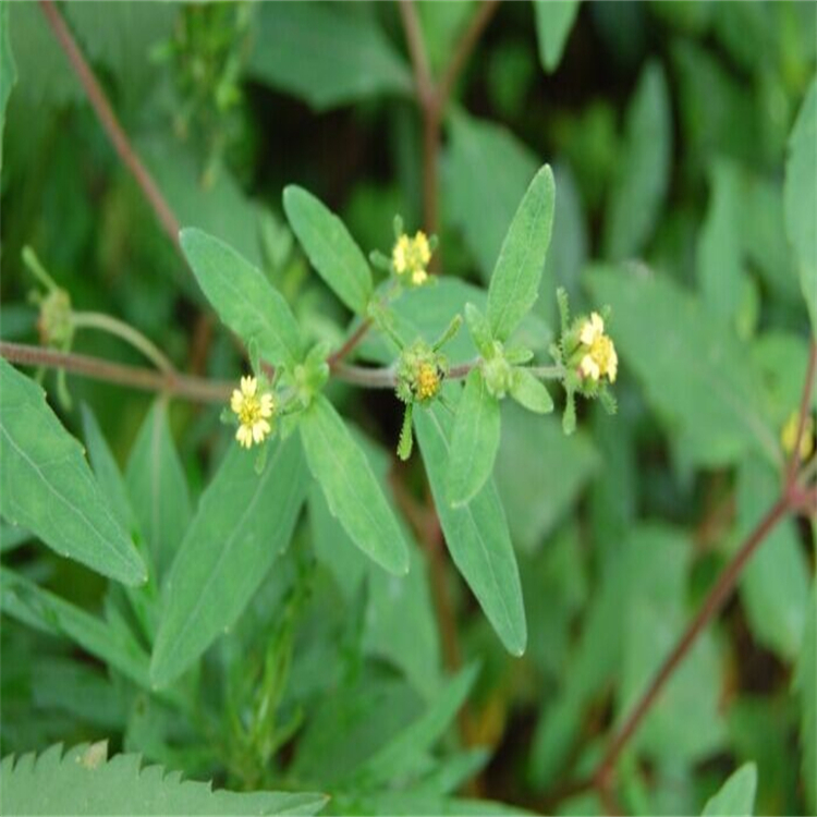 10-脫乙?；?7-表紫杉醇  78454-17-8   標(biāo)準(zhǔn)品 對(duì)照品 圖譜全 科研專用