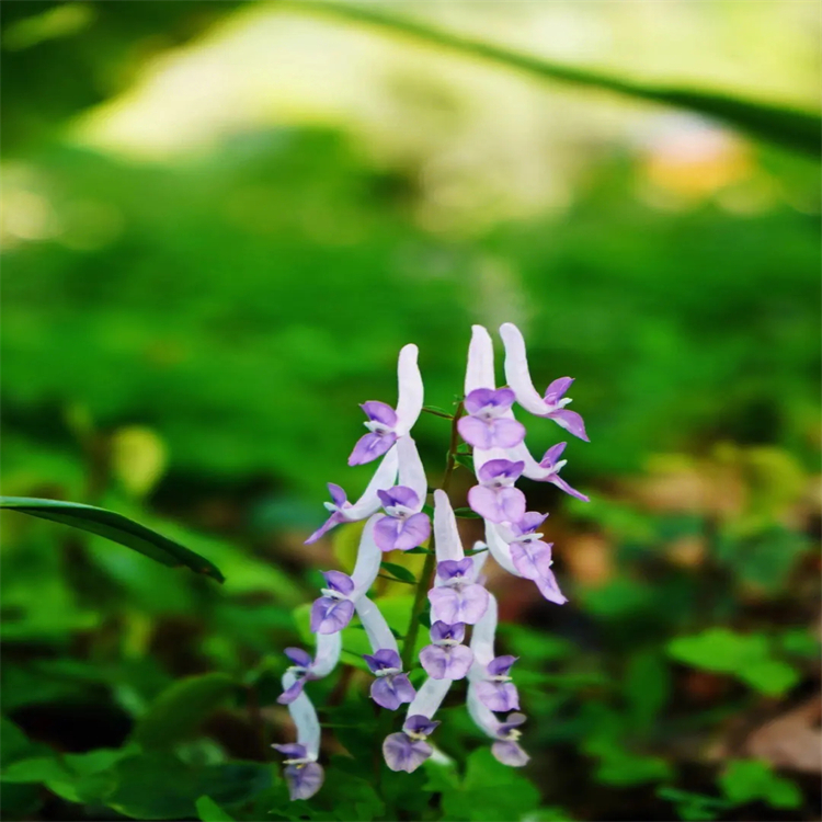 松脂素單甲基醚-4-O-β-D-葡萄糖苷 74957-57-6 實驗室自制標(biāo)準(zhǔn)品