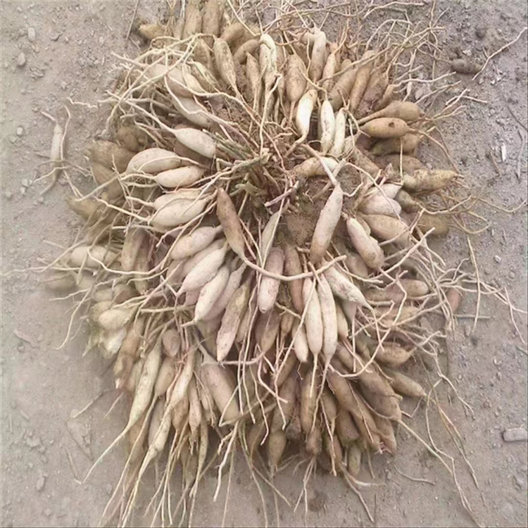 天冬苗批發(fā)市場 天冬種苗零售種植基地