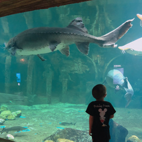 成都別墅大型魚缸定做廠免設(shè)計制作價格