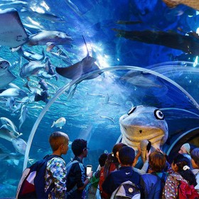 戲浪供應(yīng)圓柱亞克力魚缸 成都廠家設(shè)計(jì)定做