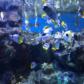 戲浪主題海洋館設(shè)計(jì) 工程海洋館設(shè)計(jì) 創(chuàng)意海洋館設(shè)計(jì) 亞克力魚缸工程 定做