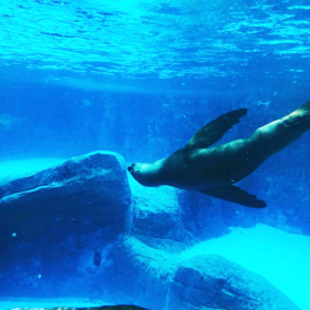 海洋館設(shè)計施工海景工程項目合作