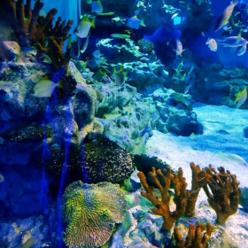 戲浪海洋館設(shè)計(jì)定做大型亞克力魚缸 海洋館工程合作施工