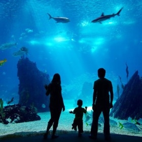 戲浪透明泳池設(shè)計(jì) 海洋館工程設(shè)計(jì)代理合作施工 大魚缸制作