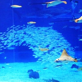 戲浪海洋館凈水臭氧發(fā)生器設(shè)計(jì)水族過濾設(shè)備廠家直銷海洋館專用