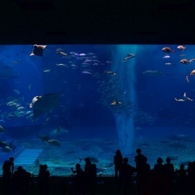 設(shè)計(jì)海洋館 承接海洋館施工工程 海洋館設(shè)計(jì)師出平面圖