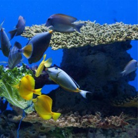 戲浪海洋館工程臭氧發(fā)生器過濾水質(zhì)海水過濾常用設(shè)備