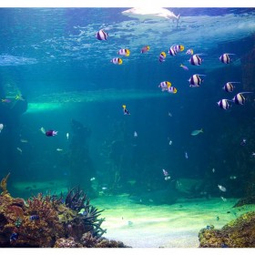 戲浪空中泳池?fù)醢逋该鱽喛肆Υ蟀宀蛔冃斡袡C(jī)玻璃板