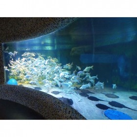 戲浪大圓柱亞克力魚缸 成都亞克力魚缸定做設計