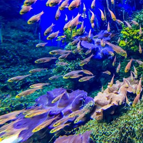 戲浪定做大型亞克力魚缸 透明觀賞免換水風水魚缸 成都別墅酒店大魚缸設計定制