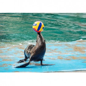 戲浪海洋館項目規(guī)劃設計 水族工程施工 工程魚缸定做亞克力大板廠