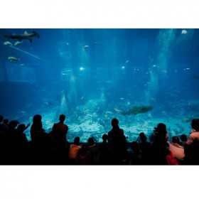 戲浪亞克力魚缸定制 大型圓柱魚缸制作 海洋館工程設計與建造