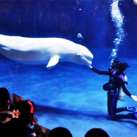 戲浪海洋館設(shè)計(jì)理念與方案 工程施工建造設(shè)計(jì)院思路 平面圖