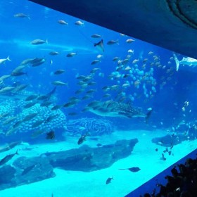 四川海洋館項(xiàng)目承包設(shè)計(jì) 海洋館改建與建造施工 水族館工程設(shè)計(jì)理念