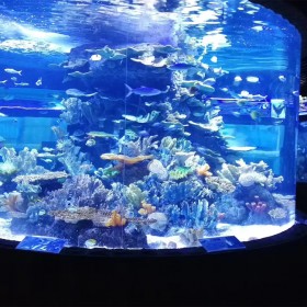 大型工程魚缸 亞克力透明異形水族箱 有機(jī)玻璃魚缸設(shè)計定做