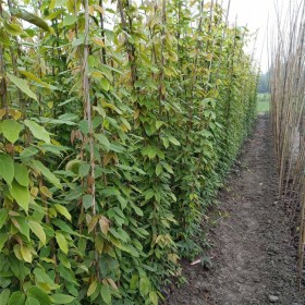 常春常綠油麻藤苗 棉麻藤 工程綠化藤本植物 苗圃現(xiàn)挖