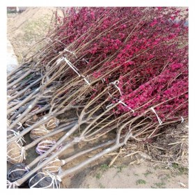 10-15公分青葉紅葉碧桃樹齡2年 適應(yīng)性強(qiáng)綠化苗現(xiàn)挖現(xiàn)賣