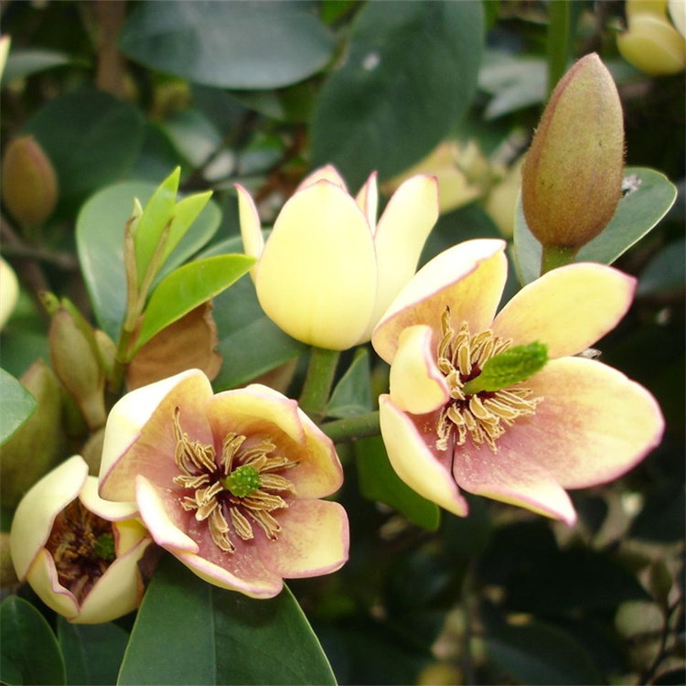 高桿樂昌含笑苗圃基地 枝葉茂盛四季常青行道樹 全冠樹形