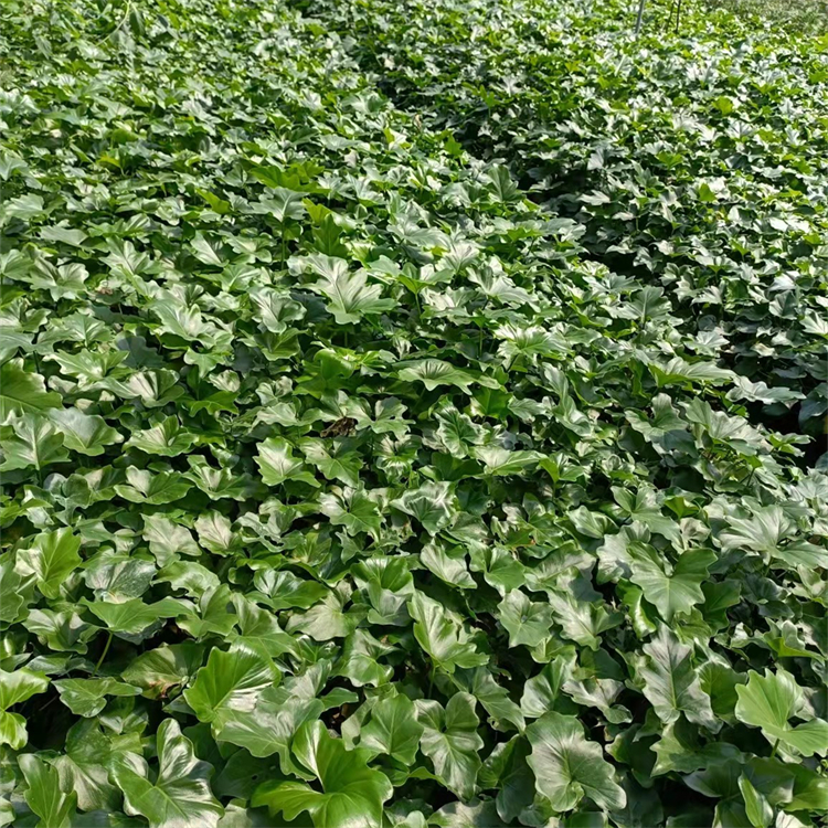 春羽 春芋袋苗 杯苗 強健 耐寒 可作花境、花壇、坡地的材料