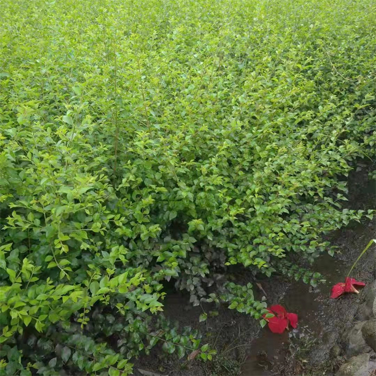 毛葉丁香苗木 工程綠化 基地直售 漲勢(shì)好耐修剪