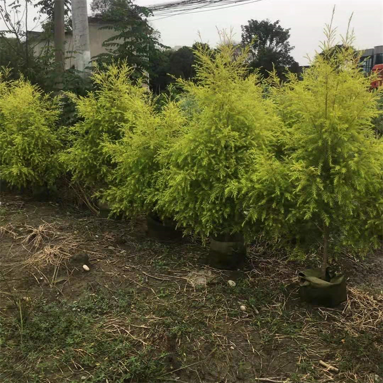 千層金 地被植物 黃金香柳 常綠喬木 小區(qū)綠化樹(shù)木 貨量充足