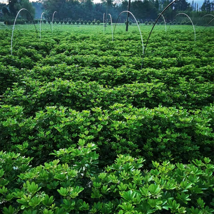 鴨腳木 苗木批發(fā) 綠化用灌木 小杯14杯 高度15-45cm 基地自栽自銷(xiāo)