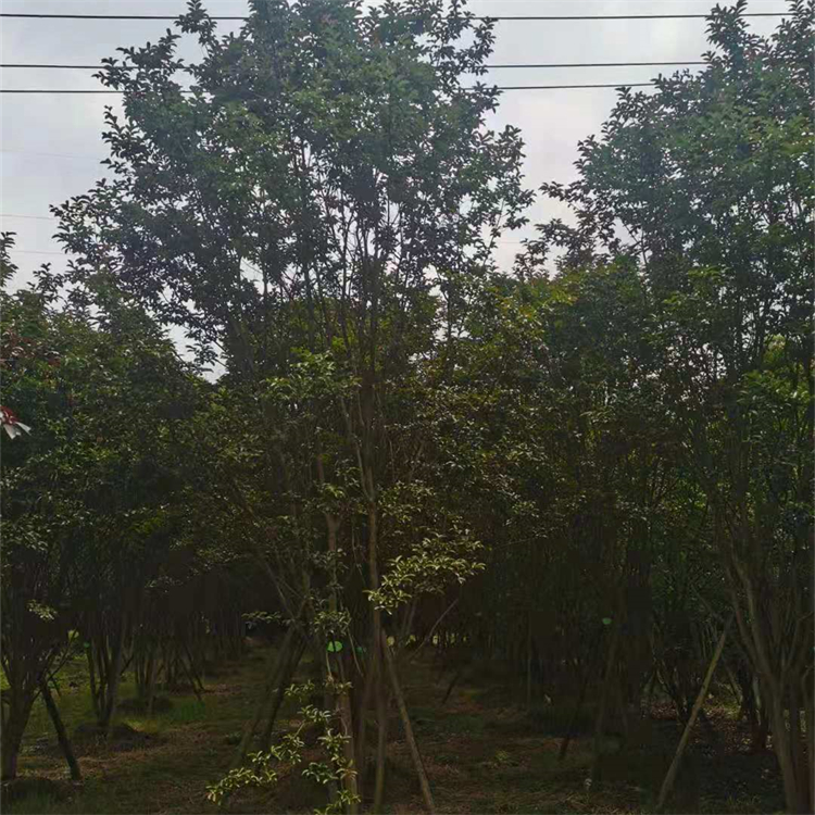 精品叢生紫薇花期長抗寒抗旱地區(qū)適應(yīng)性強觀賞性高