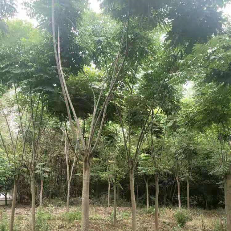 5公分 10CM欒樹 各種規(guī)格齊全 木欒欒華基地 風(fēng)景樹行道樹