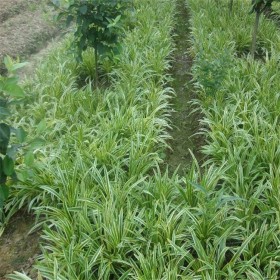 麥冬苗批發(fā)價格 細(xì)葉麥冬草基地 麥冬種植戶