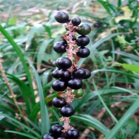 麥冬中藥草種植 常綠麥冬苗批發(fā)價格