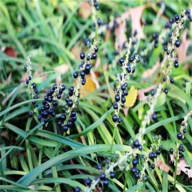 闊葉麥冬苗基地 細(xì)葉麥冬種 綿陽麥冬苗