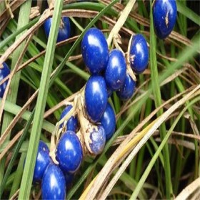 麥冬草基地  麥冬苗批發(fā)報價 中藥材基地