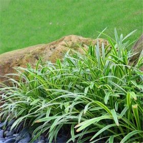 玉龍草基地 日本矮麥冬草 細(xì)葉麥冬苗大量供應(yīng)