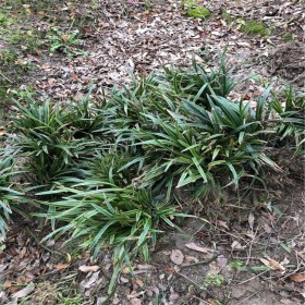 四川細葉麥冬種植基地  綿陽麥冬價格 麥冬的價格表