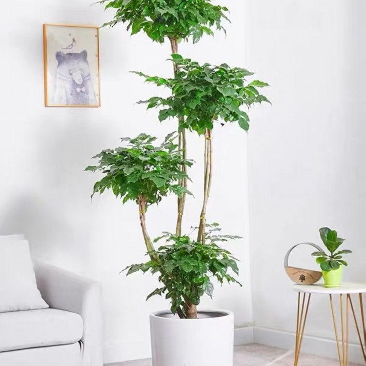 別墅庭院室內(nèi)大型盆植物租擺 上門養(yǎng)護(hù) 綠化工程設(shè)計
