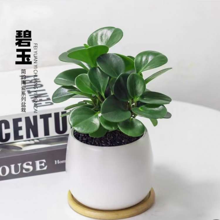 辦公室桌面盆景綠植租擺 凈化空氣 定期上門養(yǎng)護(hù)