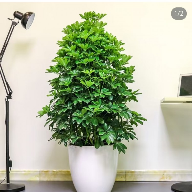 酒店茶房大盆植物租賃 定期養(yǎng)護(hù) 綠植盆栽出租
