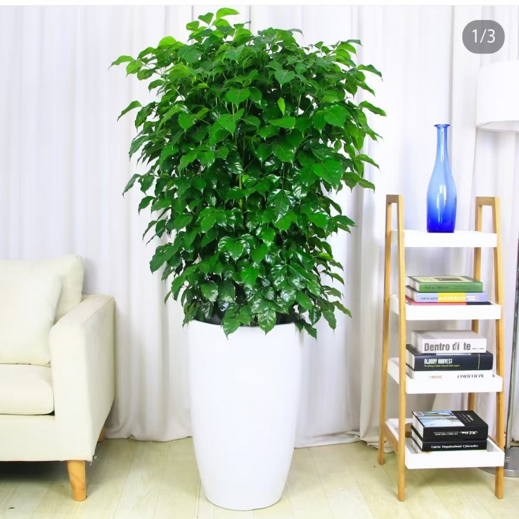 商場會(huì)所大盆綠植租賃 上門擺放 定期養(yǎng)護(hù) 室內(nèi)外綠化工程