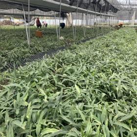 黃精苗 基地種植 藥用種苗高發(fā)芽率 歡迎采購(gòu)