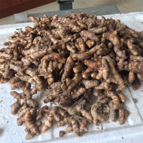 姜黃 庫存老姜個(gè)頭大儲(chǔ)存時(shí)間長(zhǎng) 含有辛辣和芳香成分