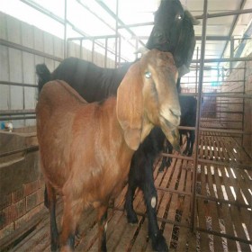 四川大耳羊  成都大耳羊批發(fā) 母羊 公羊 小羊羊羔 養(yǎng)殖基地供應大耳羊