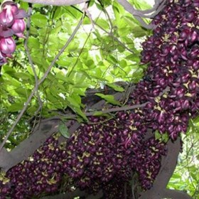 桂花掉葉子是怎么回事？