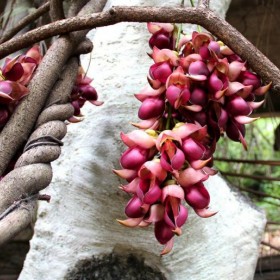 甘孜油麻藤批發(fā) 油麻藤苗供應(yīng)基地