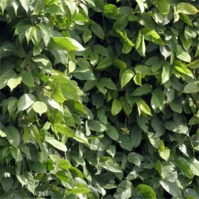 巴中油麻藤苗批發(fā)常綠油麻藤苗基地