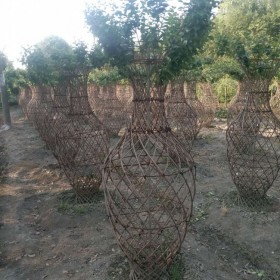 四川紫薇苗批發(fā) 紫薇樹批發(fā) 觀賞紫薇花瓶批發(fā)