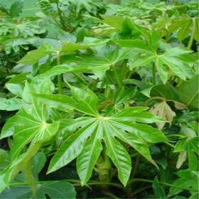 四川八角金盤(pán)苗批發(fā) 綠植八角金盤(pán)種植基地