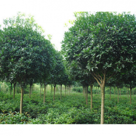 成都天竺桂樹苗批發(fā)