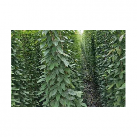 成都油麻藤批發(fā)基地 綠化油麻藤